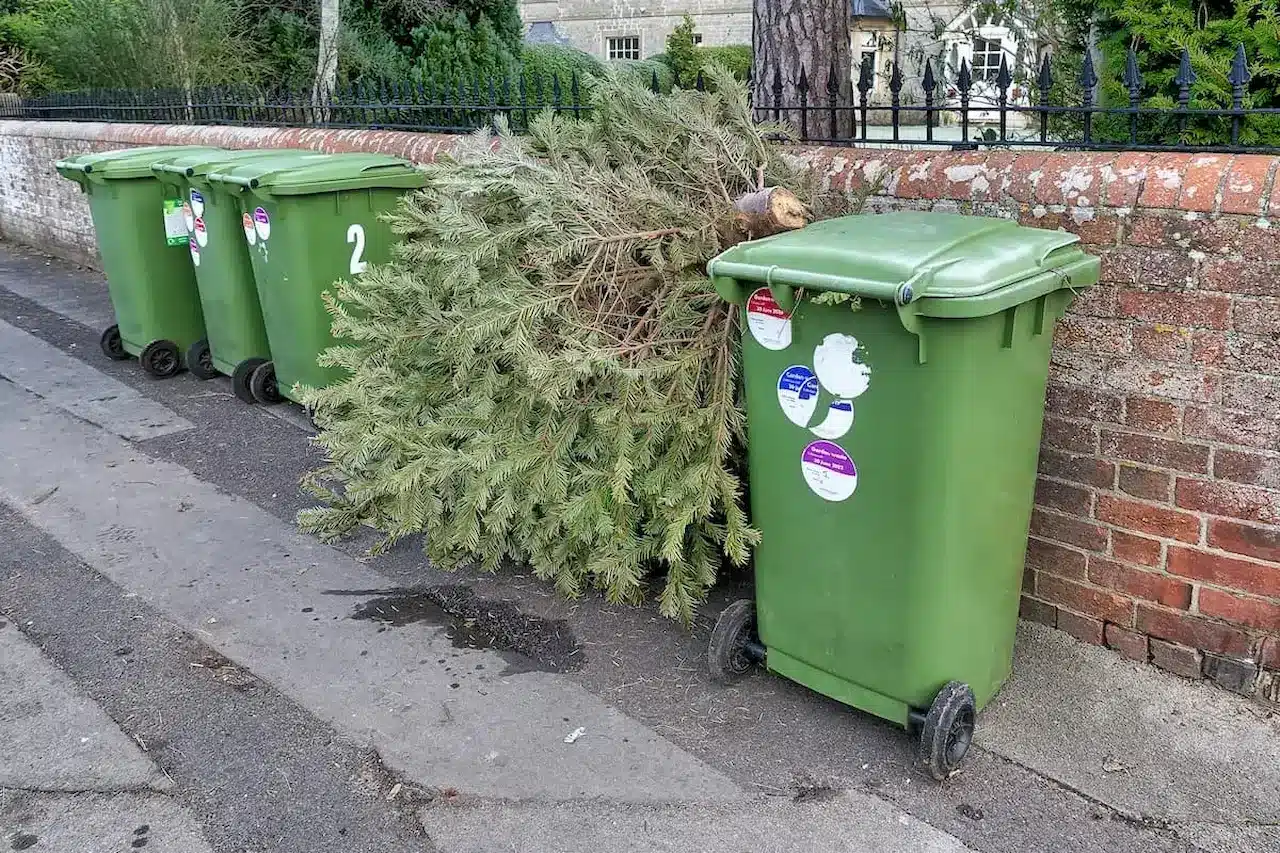 Green Garbage Bin and a Cut Tree 