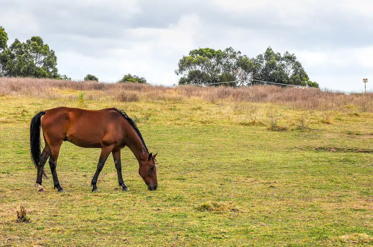 A Horse in Hampton Park, Australia