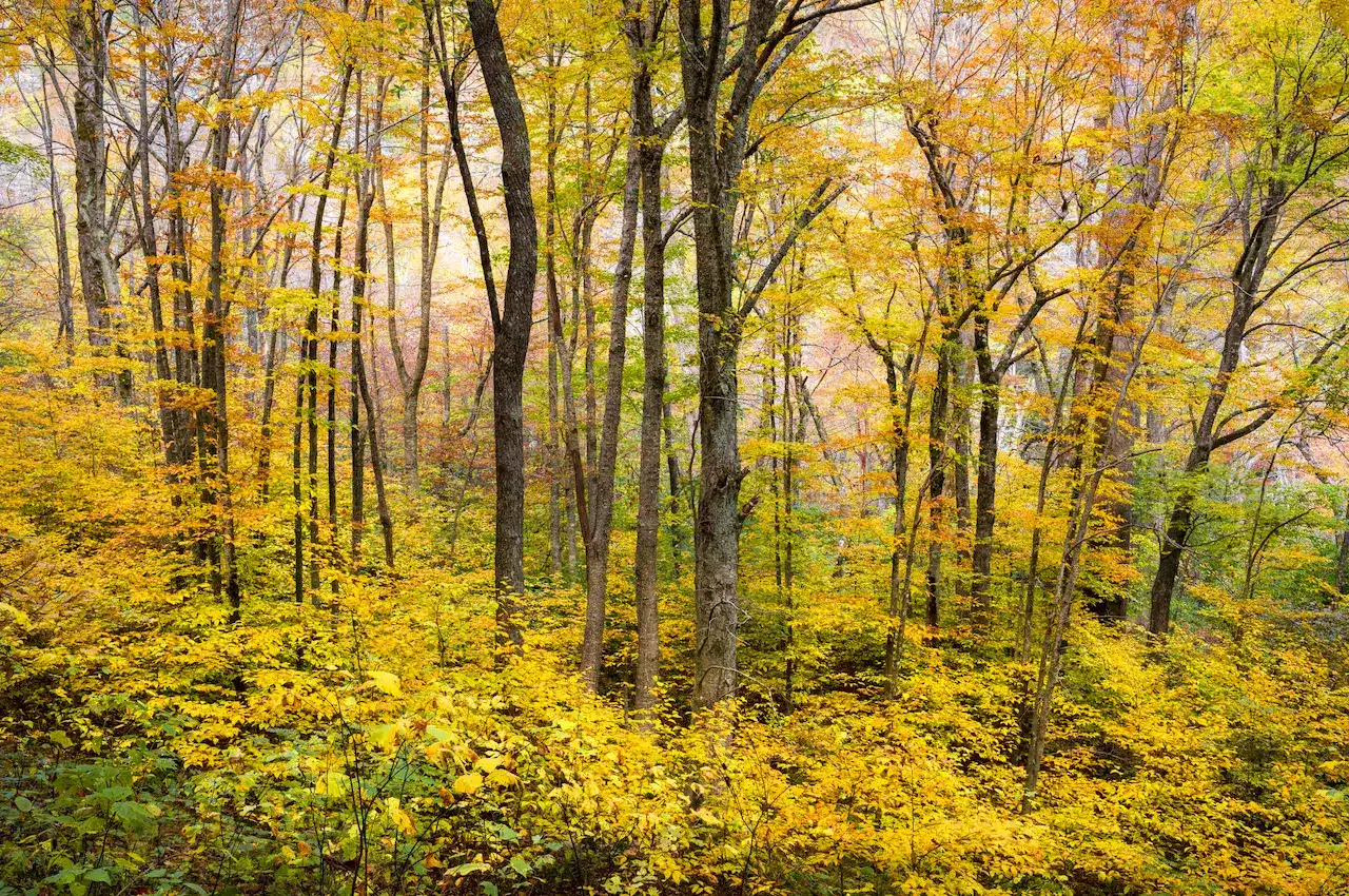 Autumn Forest in Attwood