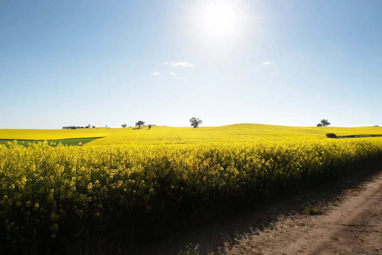 Canola Field in full Spring Bloom in Woodstock