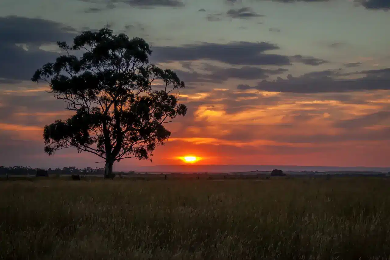 Diggers Rest Sunset in Gum Tree