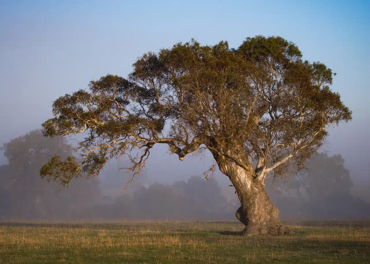 Misty Morning Near Kinglake West