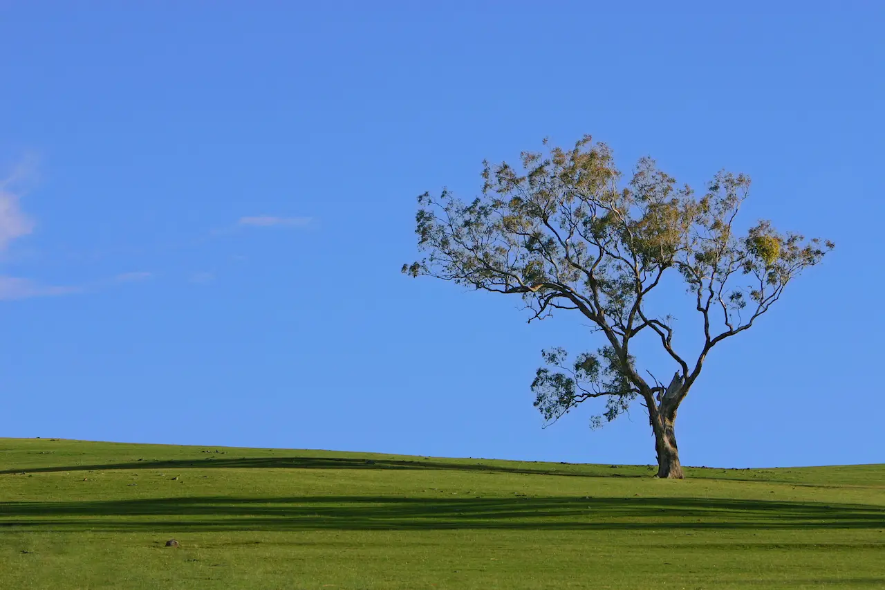 Panton Hill with Alone Tree