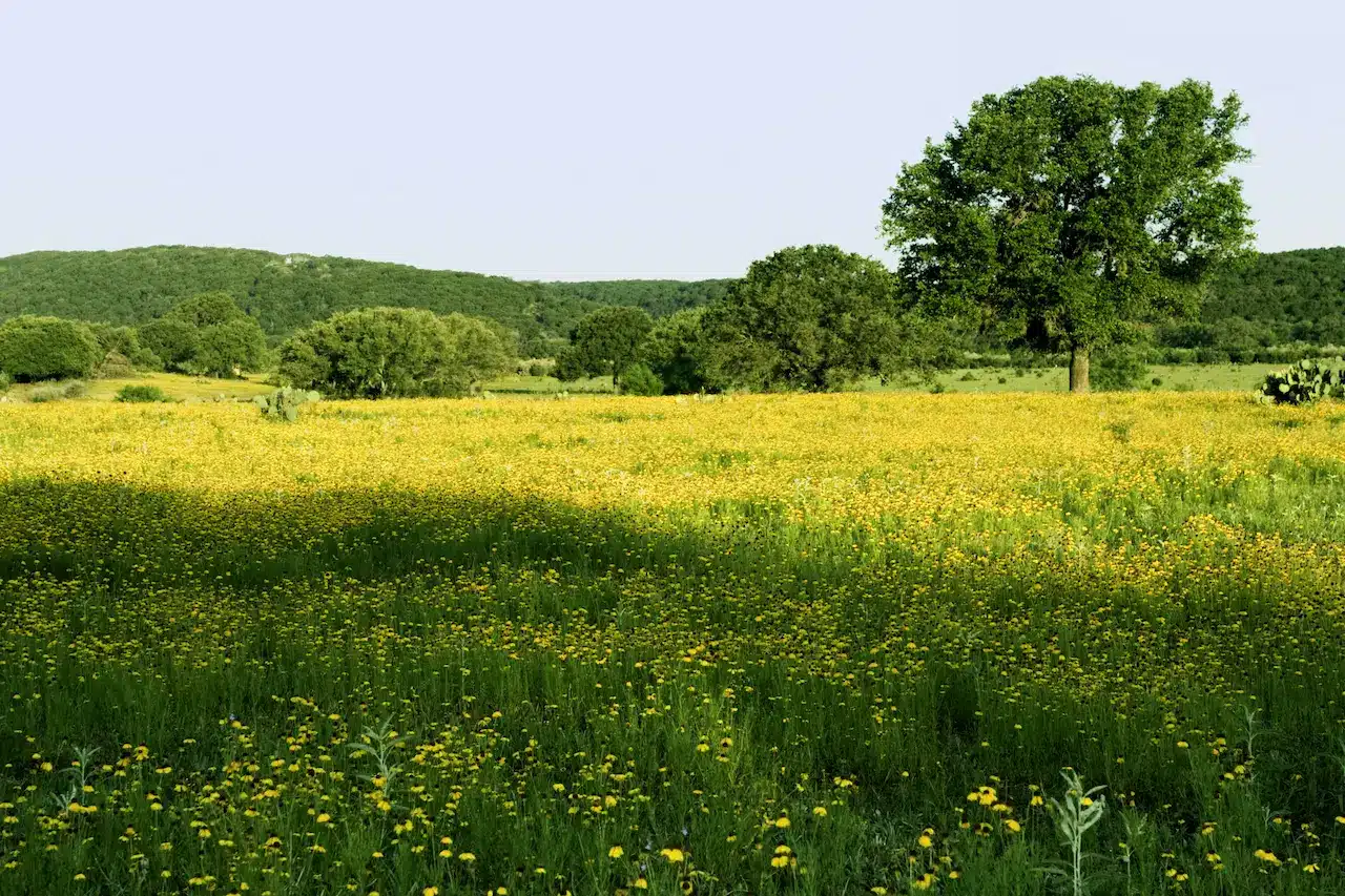 Princes Hill During Spring