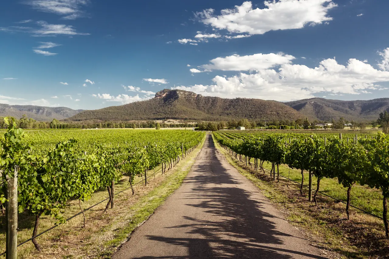View of Humevale Vineyards