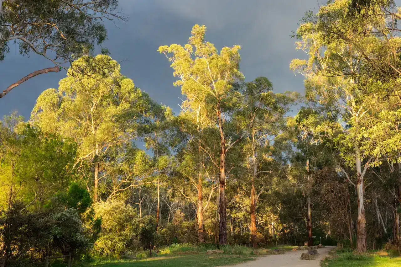 Walking Track Along the Yarra River in North Warrandyte