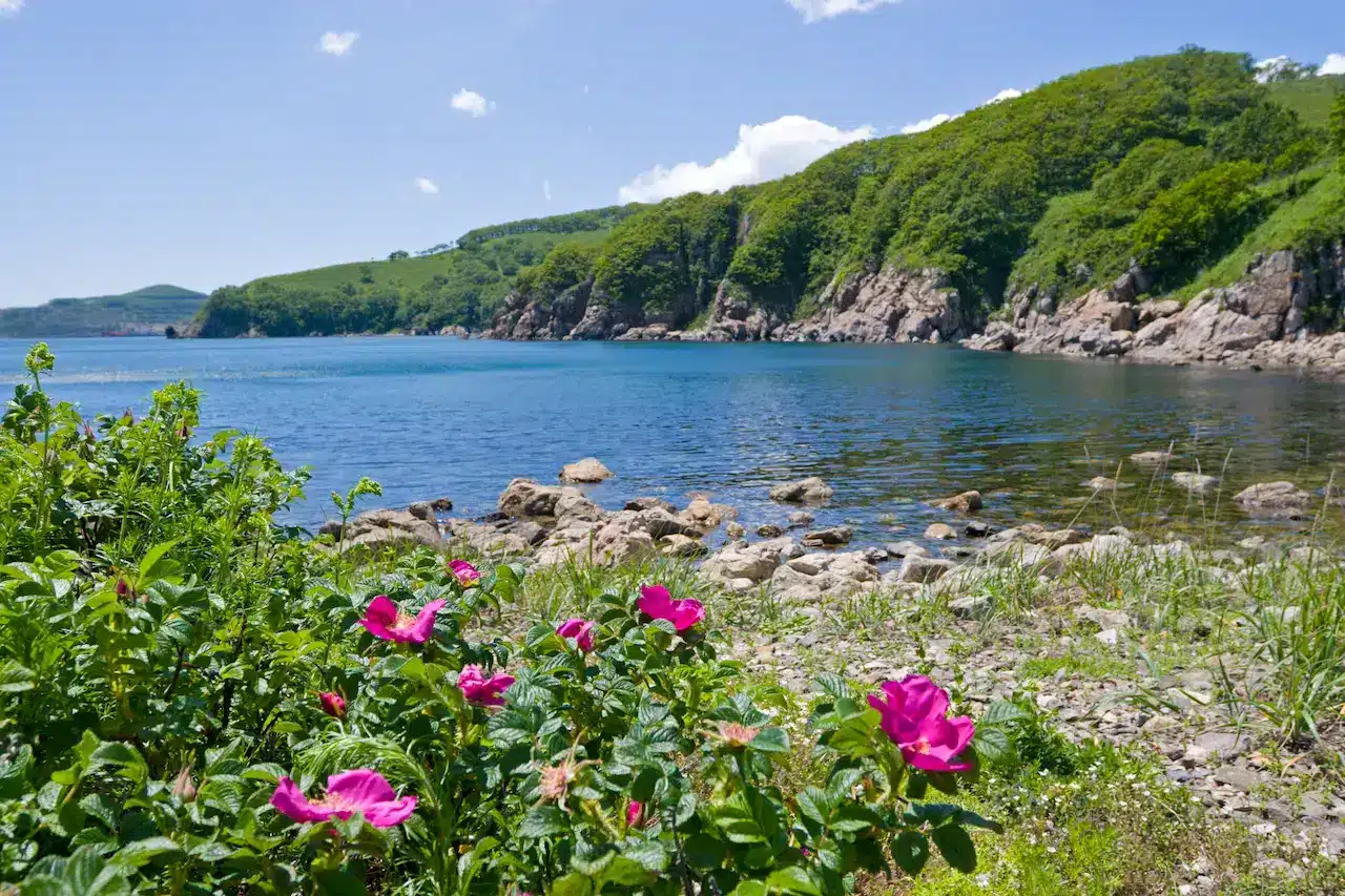 Wild Rose on the Sea Shore on Briar Hill